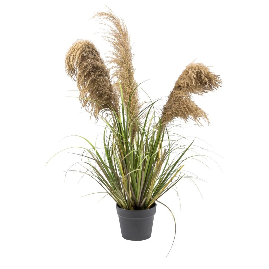 Planter Og Blomster Kremmerhuset | Plante Naturlig Pampas I Potte