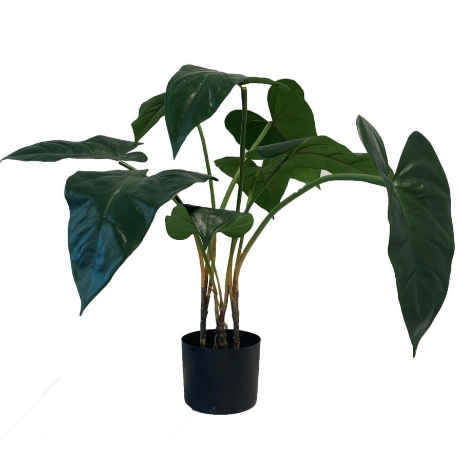 Planter Og Blomster Kremmerhuset | Plante Alocasia Gronn