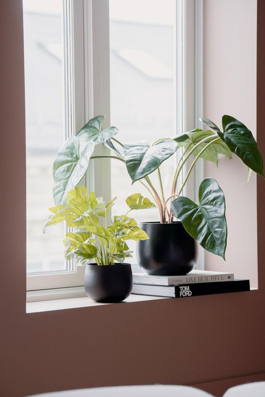 Planter Og Blomster Kremmerhuset | Plante Alocasia Gronn