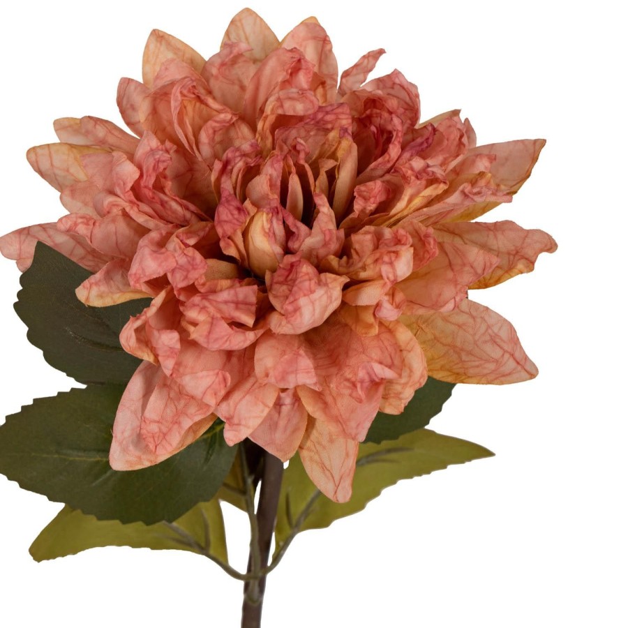 Planter Og Blomster Kremmerhuset | Blomst Dahlia Rosa 62 Cm