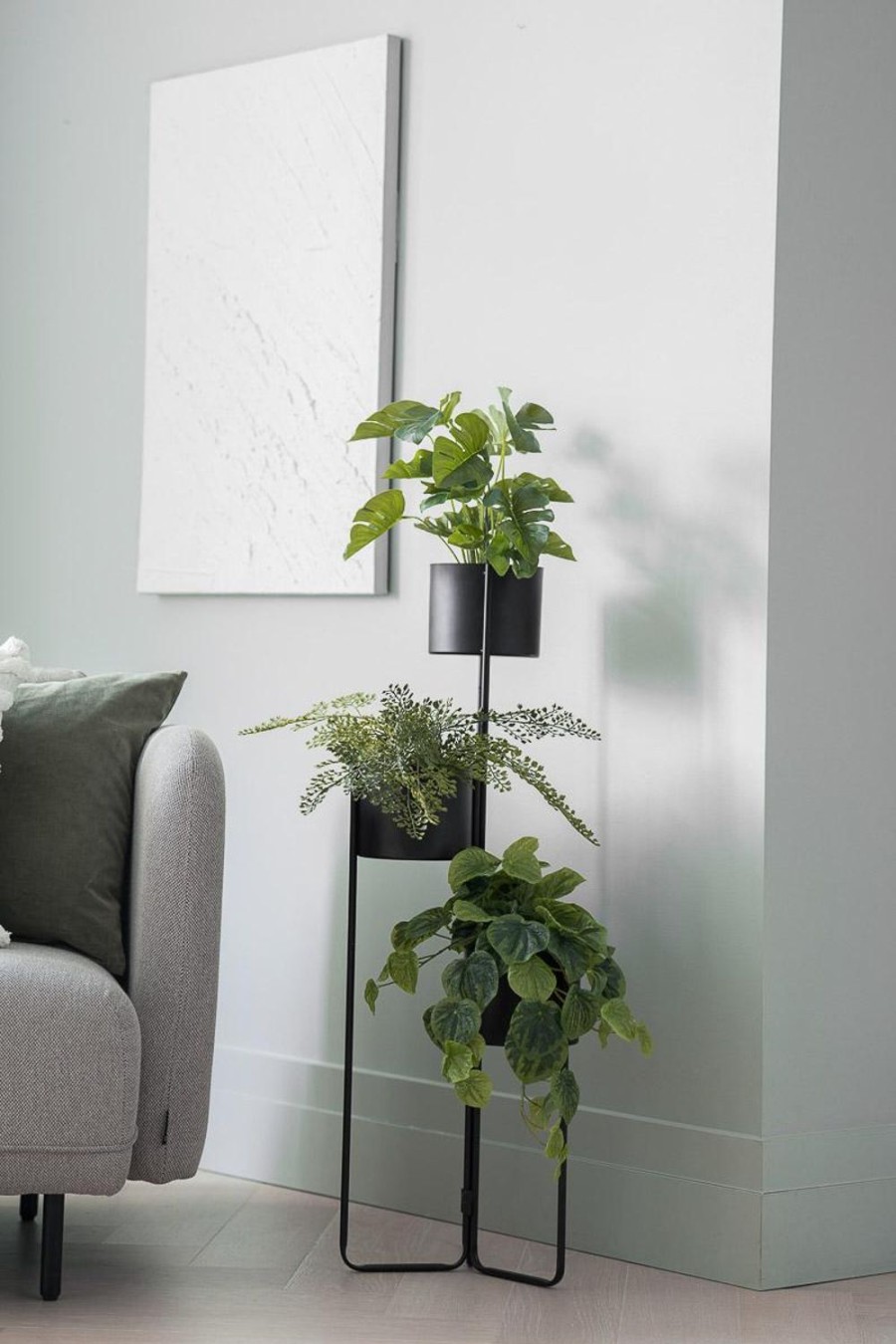 Planter Og Blomster Kremmerhuset | Plante Peperomia