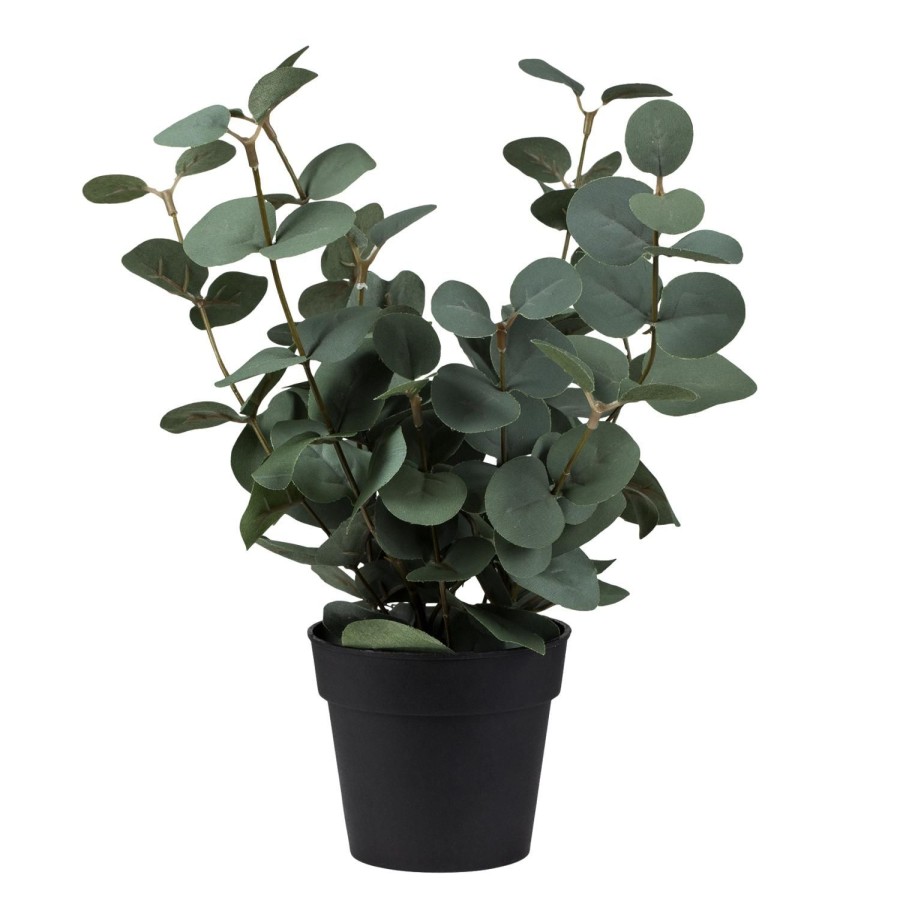 Planter Og Blomster Kremmerhuset | Plante Eucalyptus I Potte