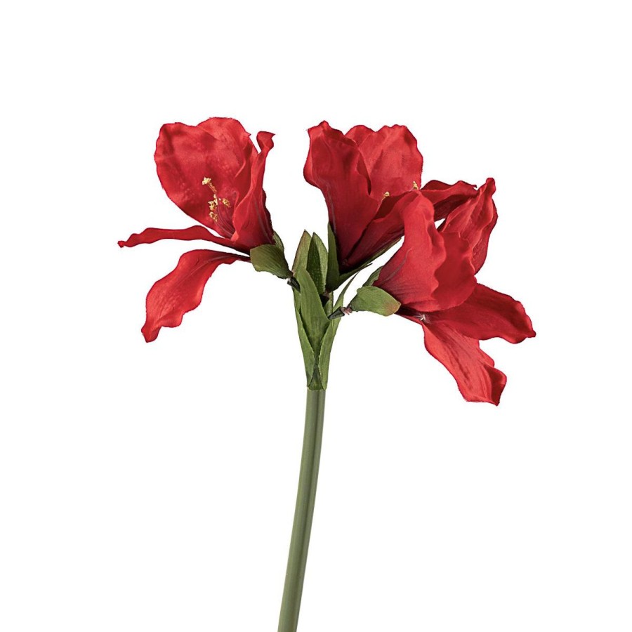 Planter Og Blomster Kremmerhuset | Stilkblomst Amaryllis