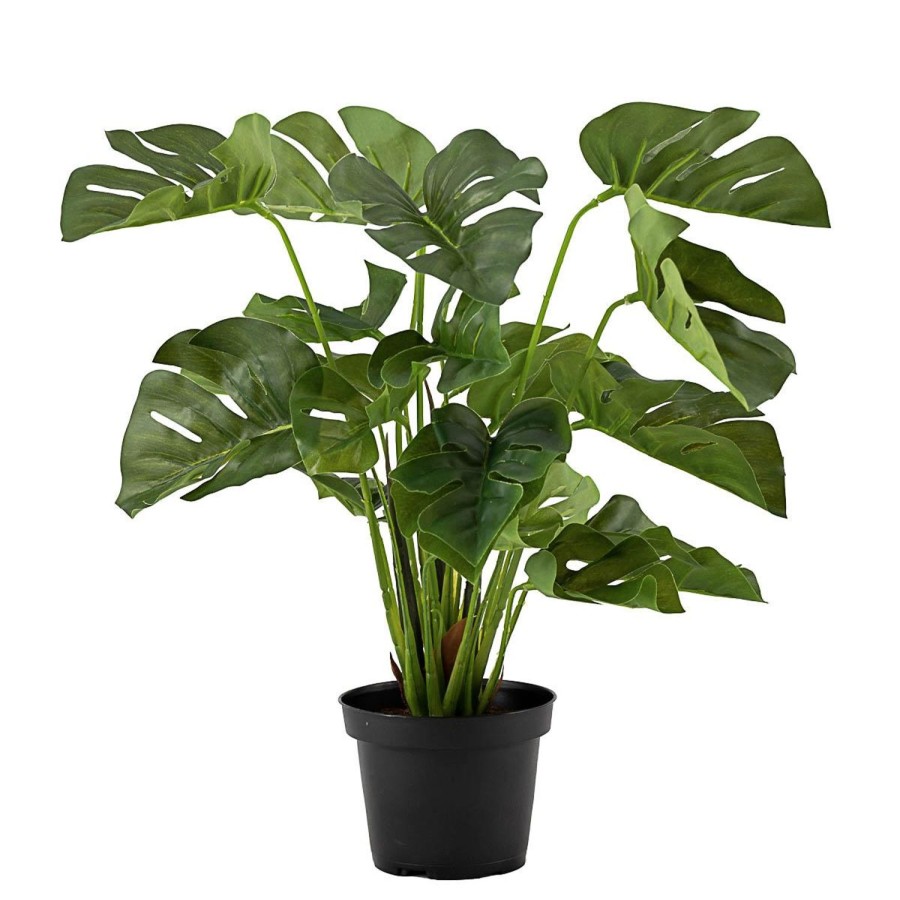 Planter Og Blomster Kremmerhuset | Plante Monstera