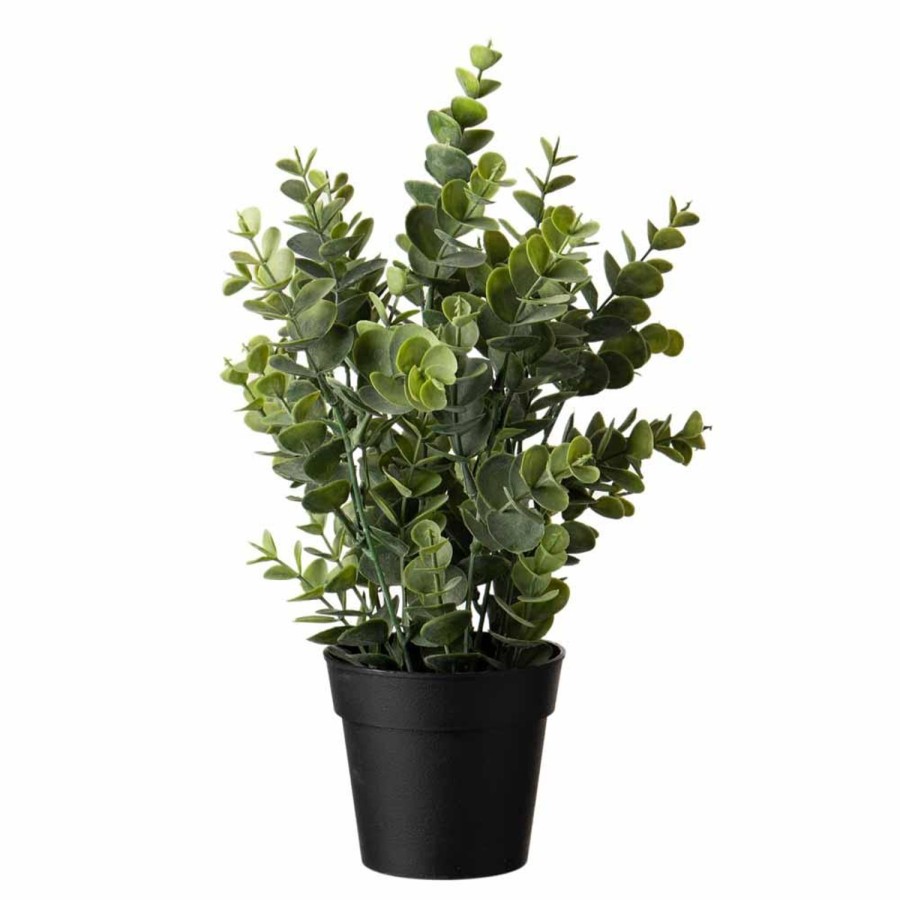 Planter Og Blomster Kremmerhuset | Eucalyptus I Potte