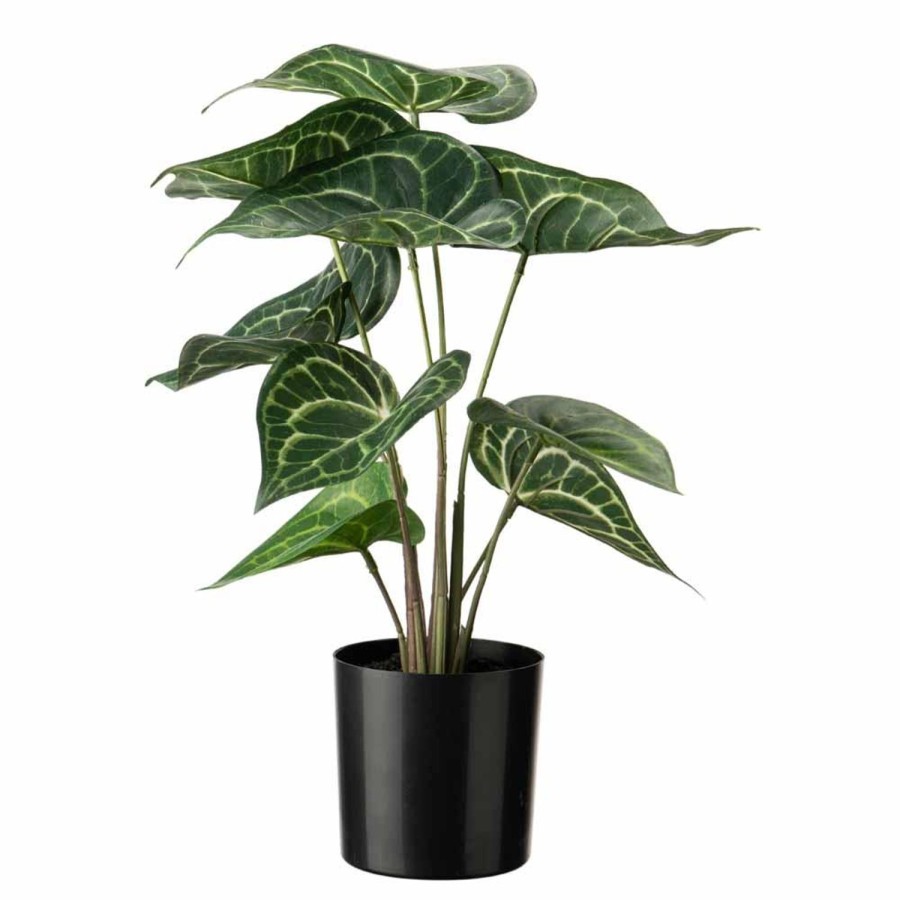 Planter Og Blomster Kremmerhuset | Alocasia