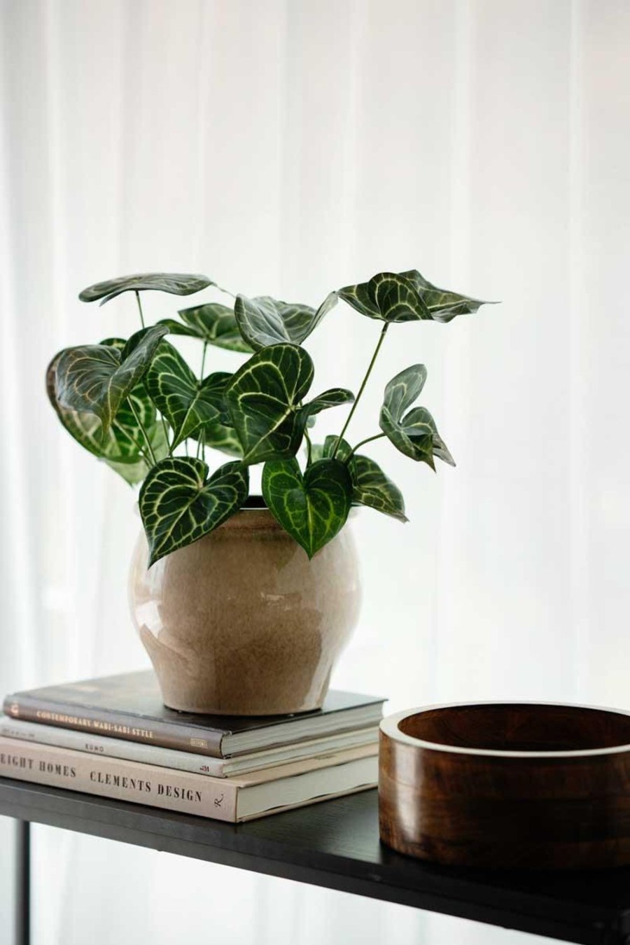 Planter Og Blomster Kremmerhuset | Alocasia