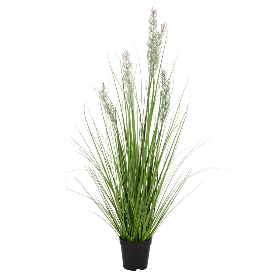 Planter Og Blomster Kremmerhuset | Gressplante Stra 170 Cm