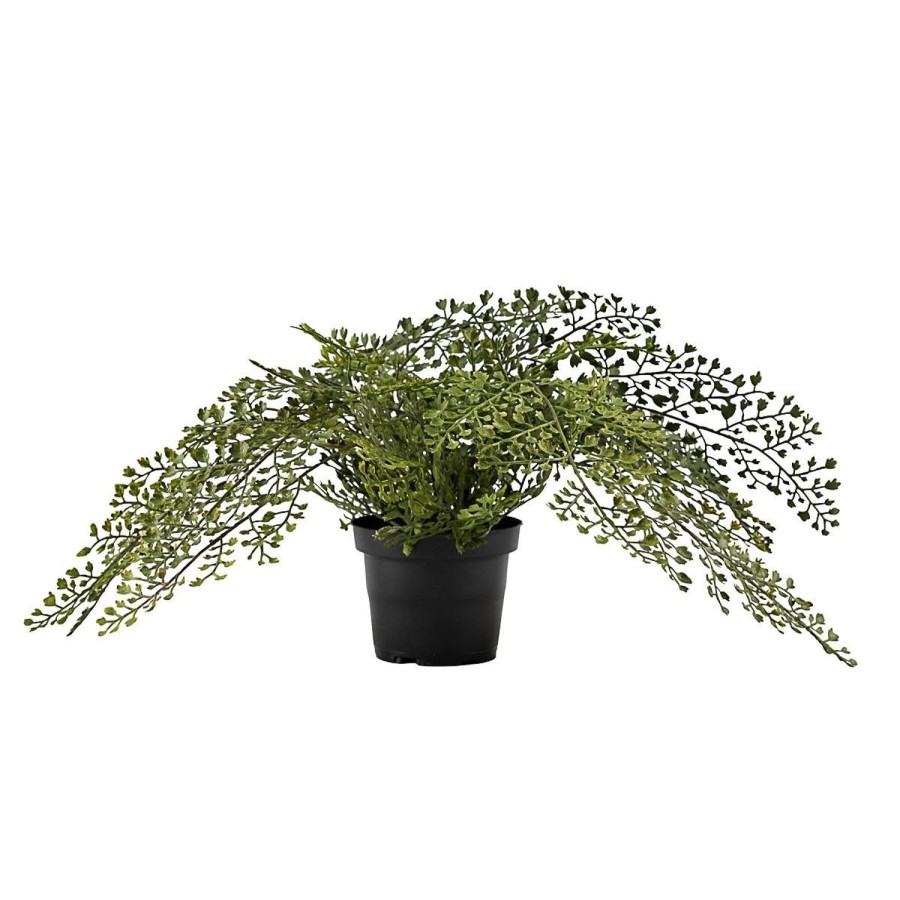 Planter Og Blomster Kremmerhuset | Plante Venushar