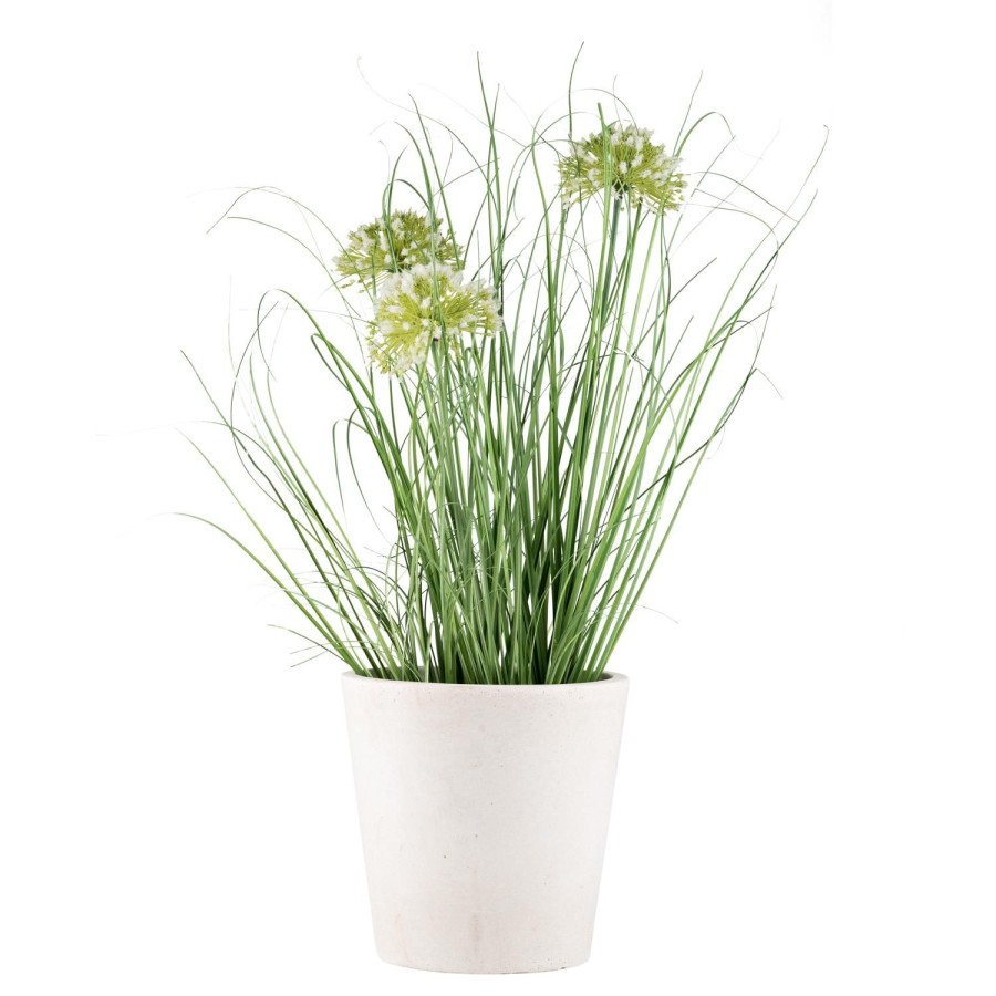 Planter Og Blomster Kremmerhuset | Blomst I Potte 50 Cm